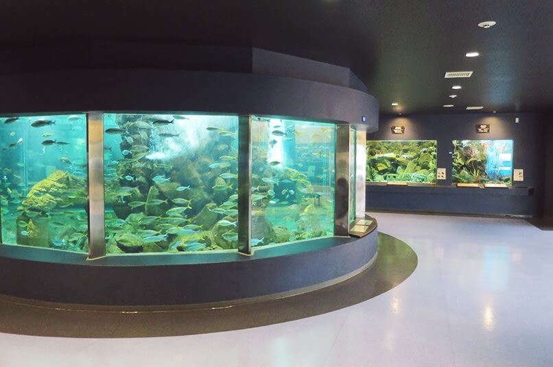 京都大学 白浜水族館:愛犬同伴可能の水族館