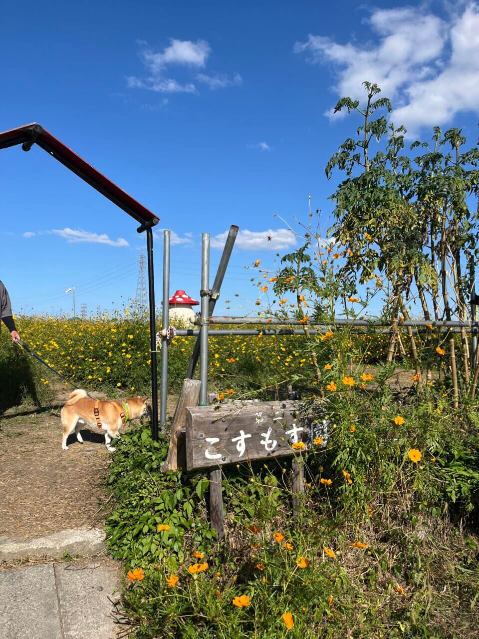 新庄町コスモス園|愛犬と楽しめる秋の絶景スポット【滋賀・犬同伴OK】