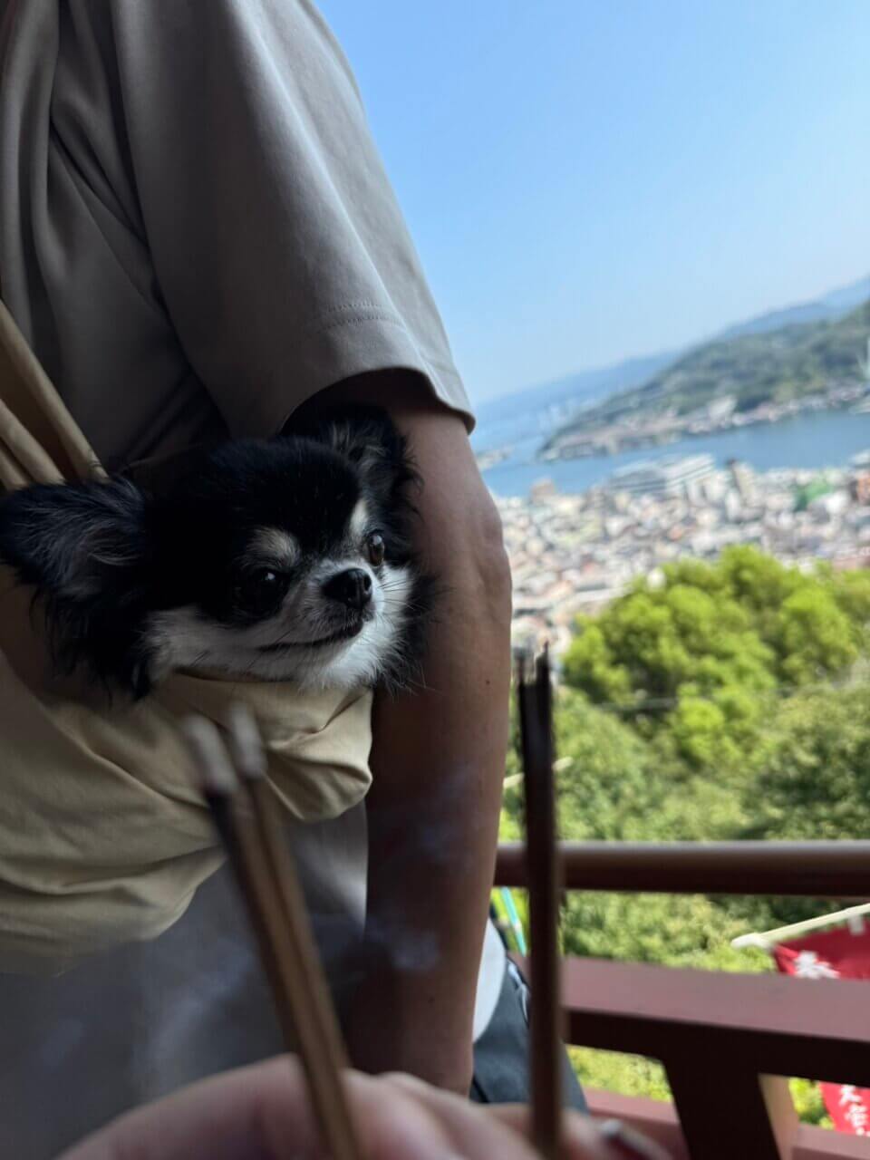 尾道|愛犬と楽しむ絶景スポットめぐり【広島・犬同伴OK】千光寺・ロープウェイ・カフェなど観光モデルコース