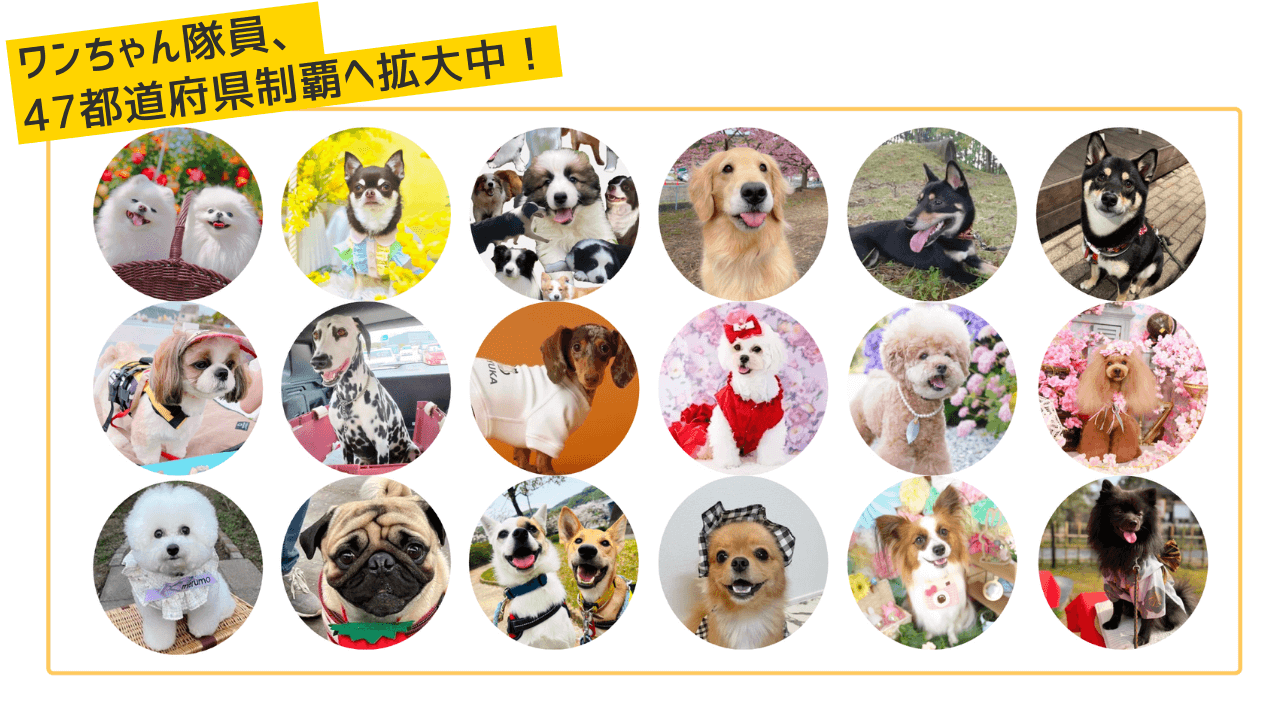 「ハピプレ」では100犬を超えるメディアライターが活動しています。発信力が強い、わんちゃんコミュニティーを持つ一般の飼い主が商品を体験し、リアルな声をSNSで発信します。