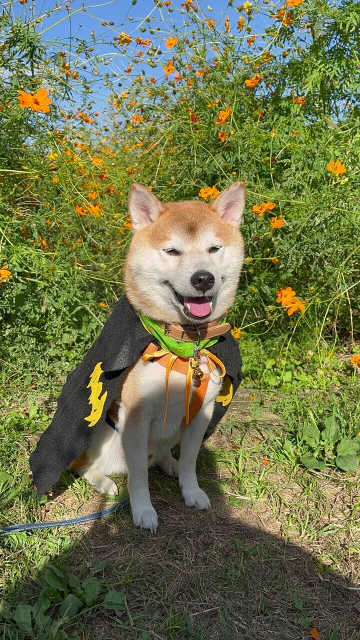 新庄町コスモス園|愛犬と楽しめる秋の絶景スポット【滋賀・犬同伴OK】