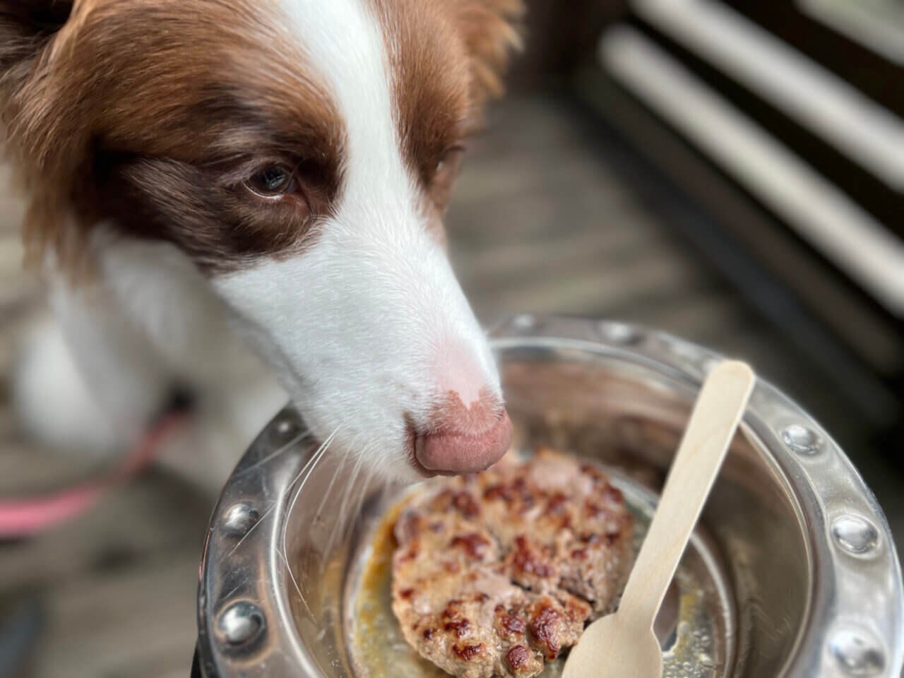 ムースヒルズバーガー|愛犬と楽しめる本格アメリカンバーガーのお店【山梨・犬同伴OK】