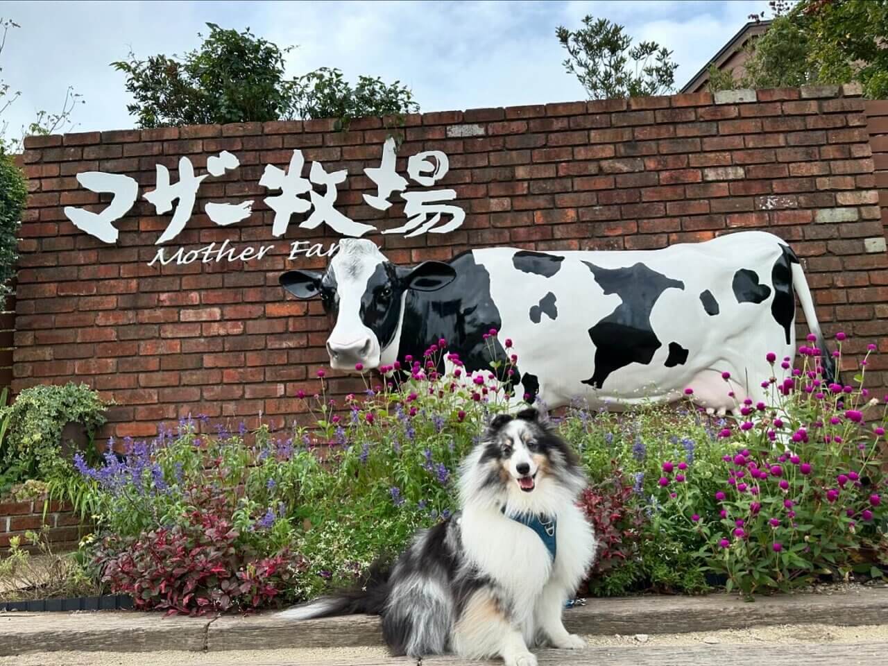 マザー牧場｜愛犬と楽しめる絶景牧場＆動物ふれあい体験【千葉・犬同伴OK】