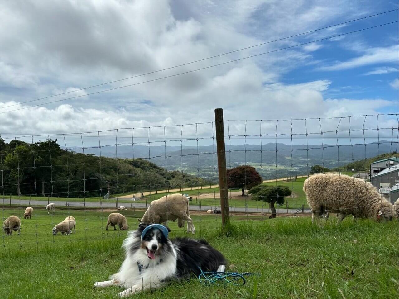 マザー牧場｜愛犬と楽しめる絶景牧場＆動物ふれあい体験【千葉・犬同伴OK】