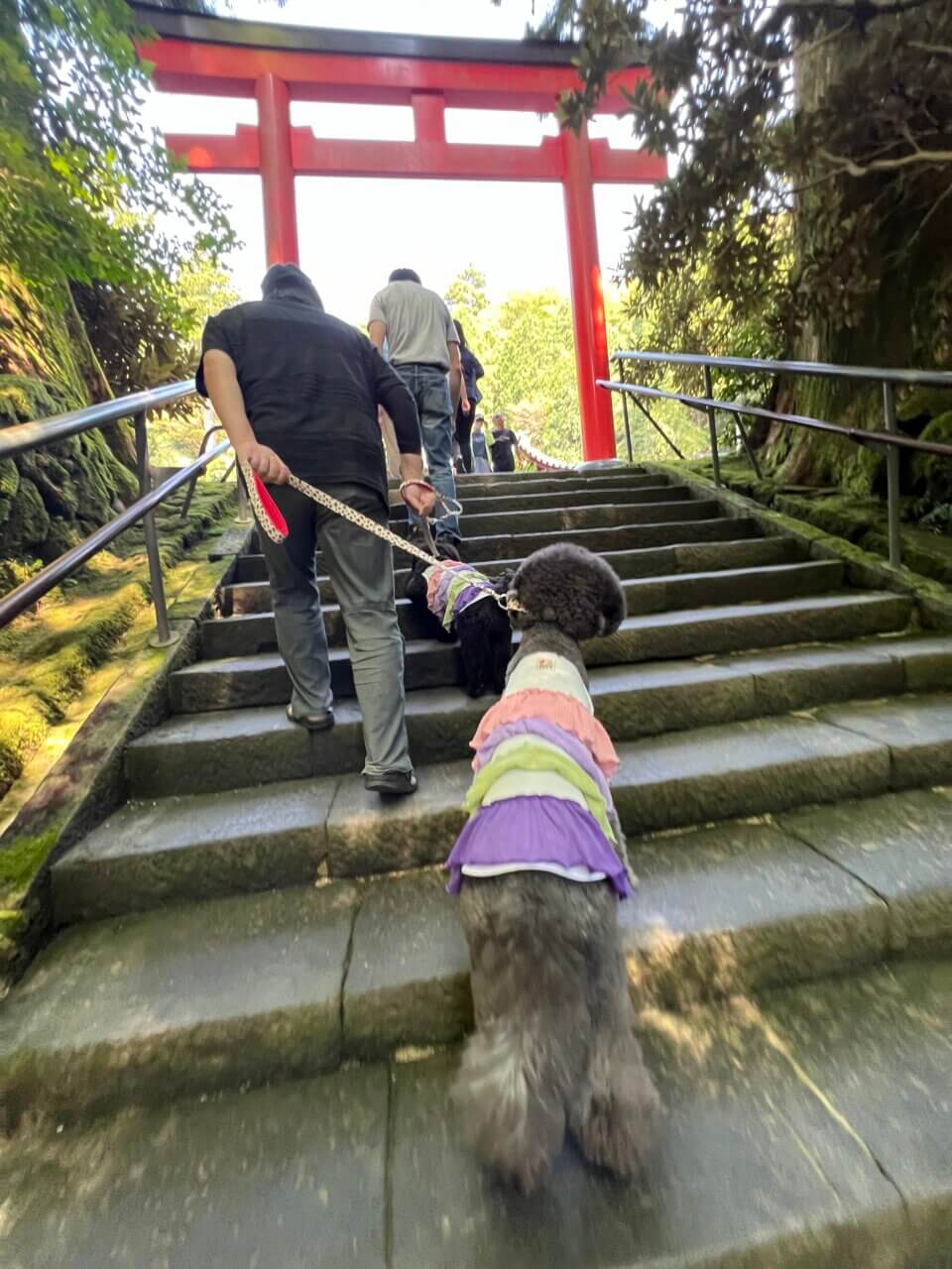 箱根神社&権現からめもち|愛犬と楽しめる参拝スポット&名物からめもち【神奈川・犬同伴OK】