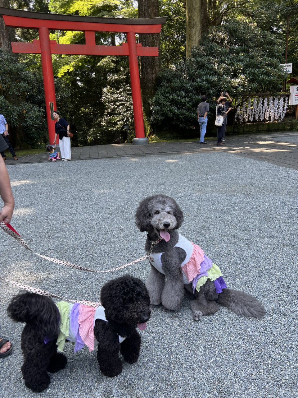 箱根神社&権現からめもち|愛犬と楽しめる参拝スポット&名物からめもち【神奈川・犬同伴OK】