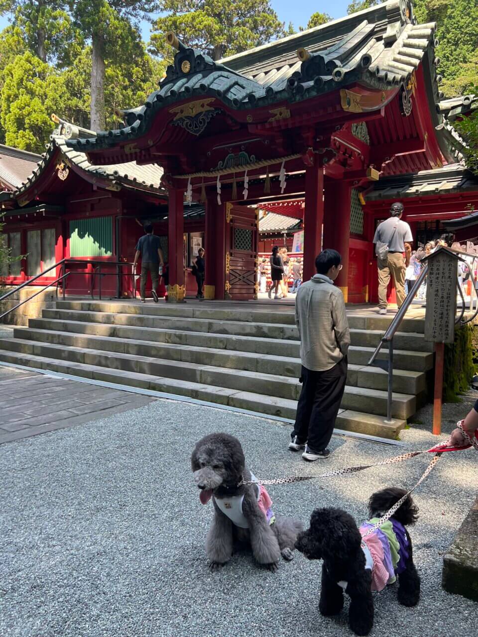 箱根神社&権現からめもち|愛犬と楽しめる参拝スポット&名物からめもち【神奈川・犬同伴OK】
