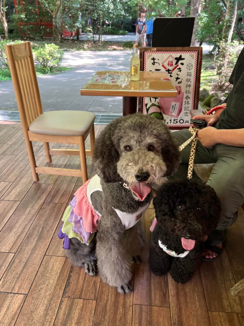 箱根神社&権現からめもち|愛犬と楽しめる参拝スポット&名物からめもち【神奈川・犬同伴OK】