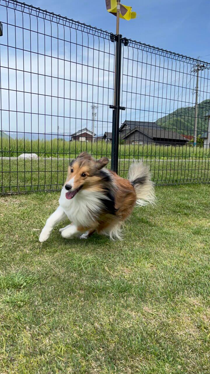 道のとちゅう ico_ico|犬同伴OKの古民家カフェ&ドッグラン【福井・愛犬と一緒に】人気お出かけスポット