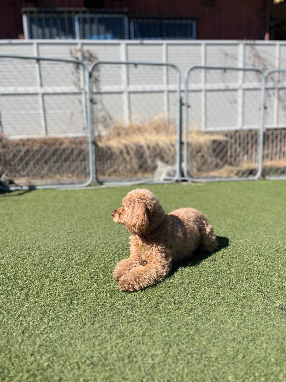 しろいぬカフェ|千葉・松戸で愛犬と過ごす癒しのカフェタイム【犬同伴OK】