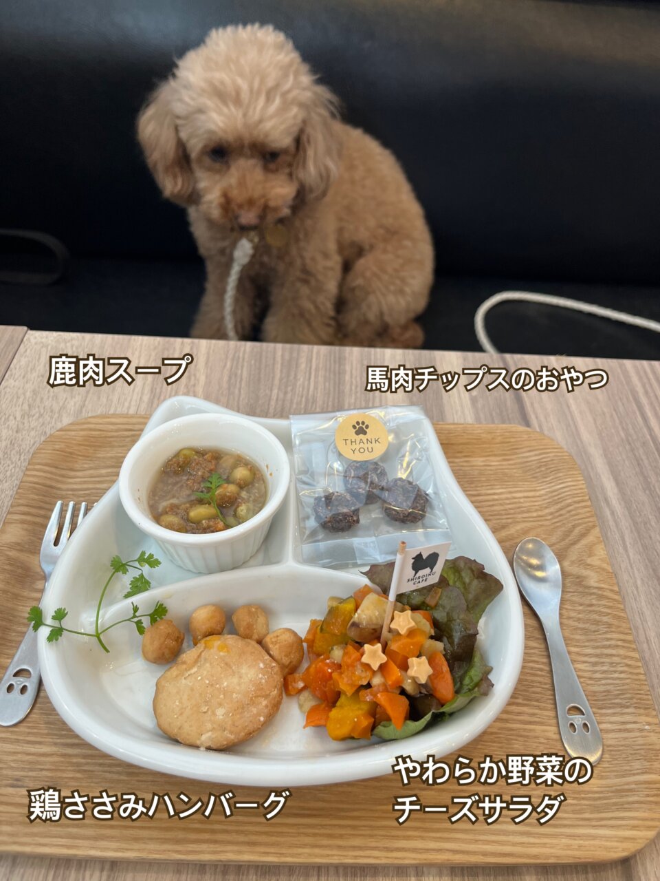 しろいぬカフェ|千葉・松戸で愛犬と過ごす癒しのカフェタイム【犬同伴OK】