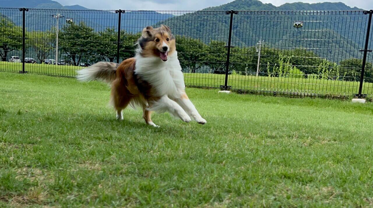 道のとちゅう ico_ico|犬同伴OKの古民家カフェ&ドッグラン【福井・愛犬と一緒に】人気お出かけスポット