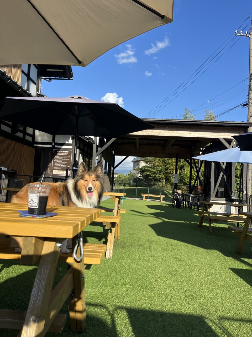 道のとちゅう ico_ico|犬同伴OKの古民家カフェ&ドッグラン【福井・愛犬と一緒に】人気お出かけスポット