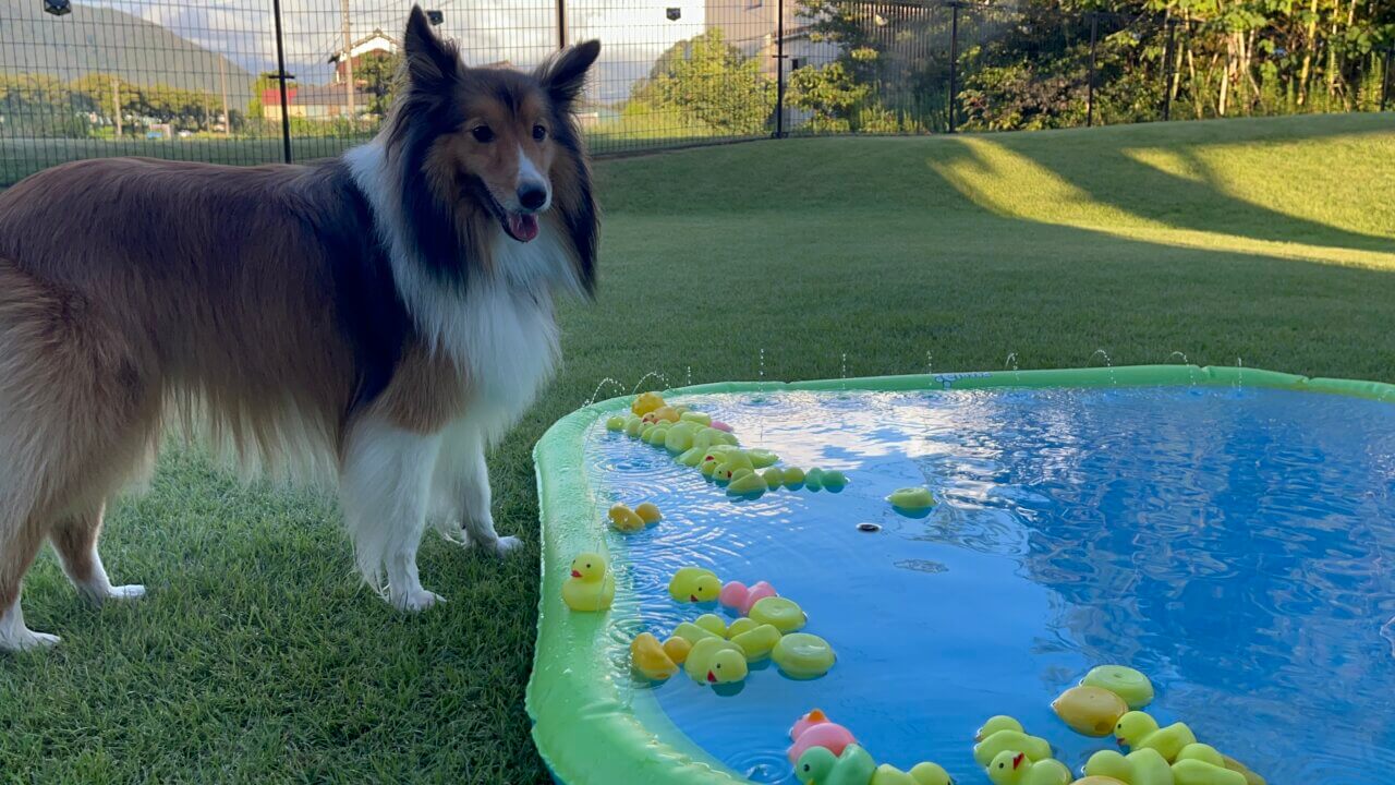 道のとちゅう ico_ico|犬同伴OKの古民家カフェ&ドッグラン【福井・愛犬と一緒に】人気お出かけスポット