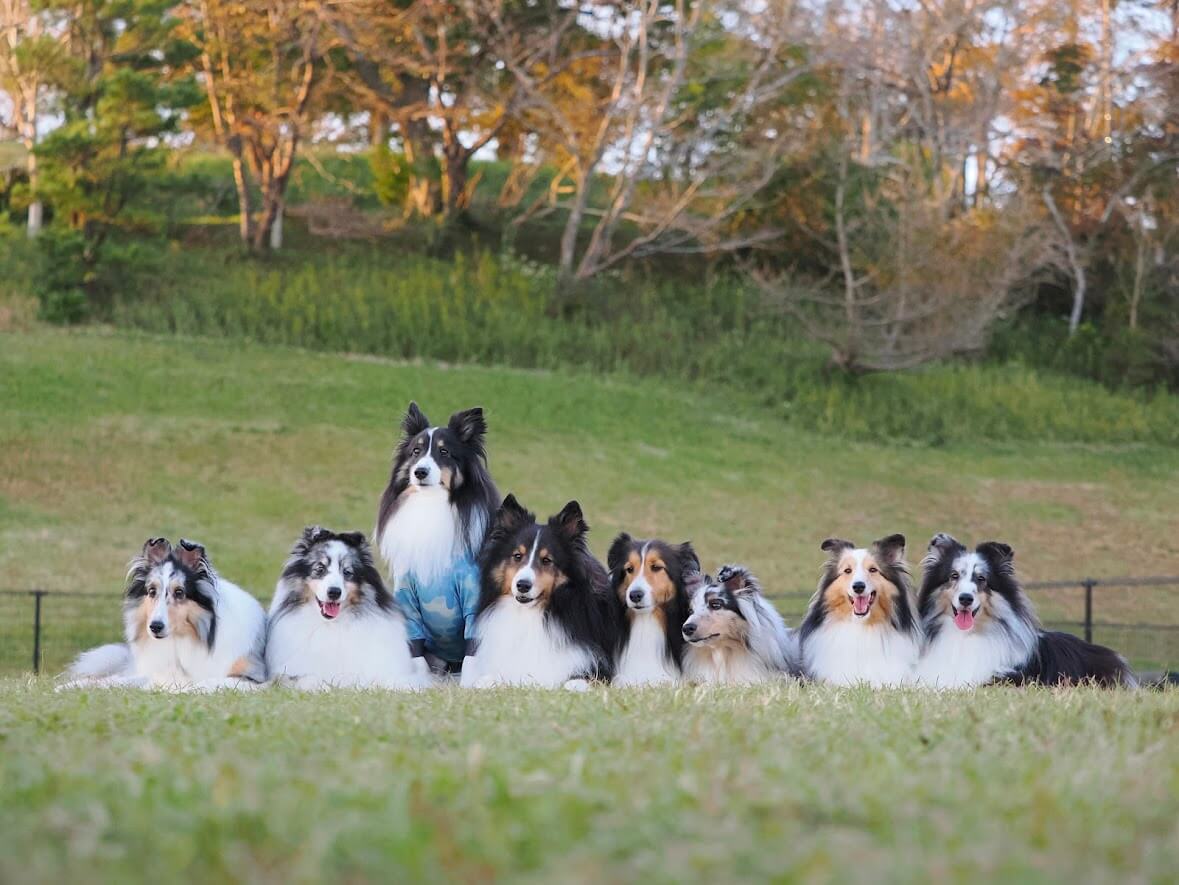 マザー牧場｜愛犬と楽しめる絶景牧場＆動物ふれあい体験【千葉・犬同伴OK】