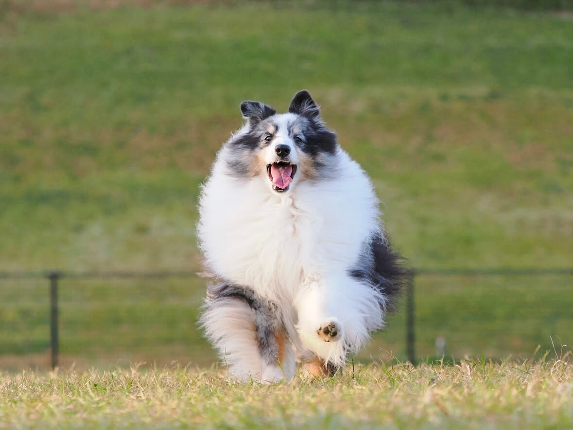 マザー牧場｜愛犬と楽しめる絶景牧場＆動物ふれあい体験【千葉・犬同伴OK】