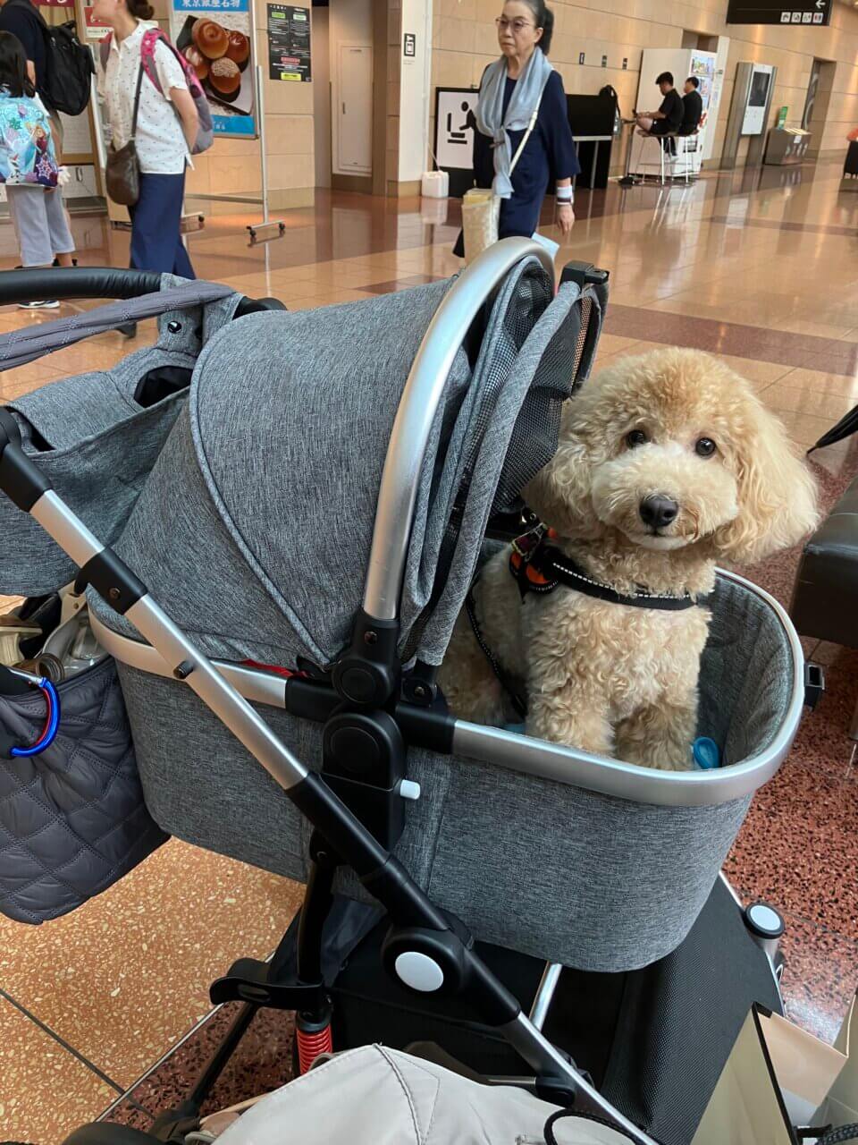 羽田空港〜那覇空港|愛犬と一緒に初めての飛行機体験!空港内の過ごし方と旅の感想【犬同伴OK】