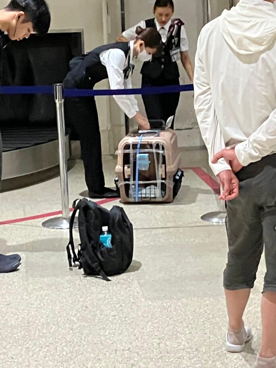 羽田空港〜那覇空港|愛犬と一緒に初めての飛行機体験!空港内の過ごし方と旅の感想【犬同伴OK】