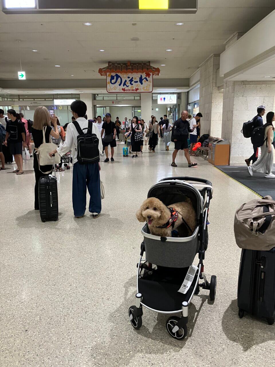 羽田空港〜那覇空港|愛犬と一緒に初めての飛行機体験!空港内の過ごし方と旅の感想【犬同伴OK】