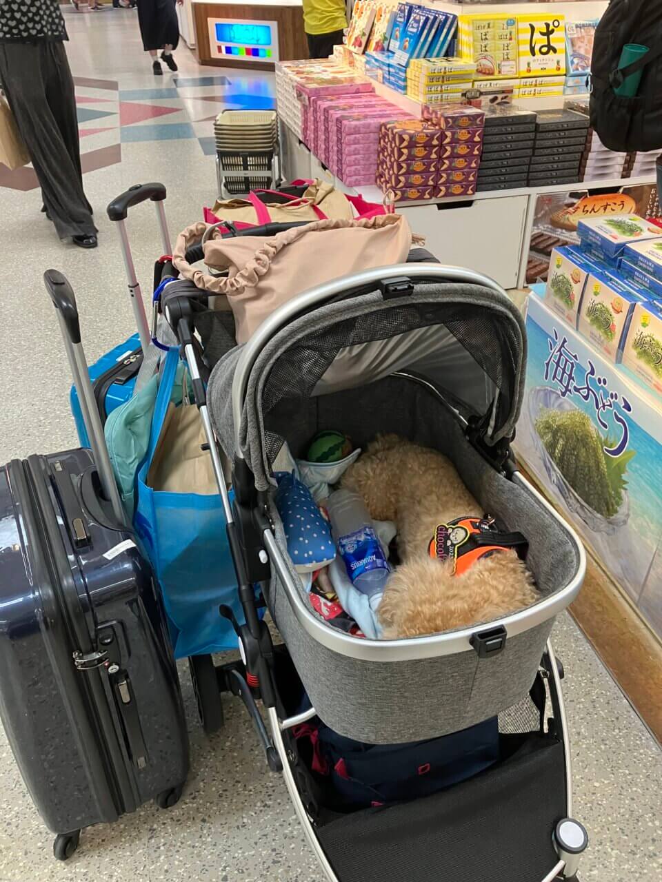 羽田空港〜那覇空港|愛犬と一緒に初めての飛行機体験!空港内の過ごし方と旅の感想【犬同伴OK】