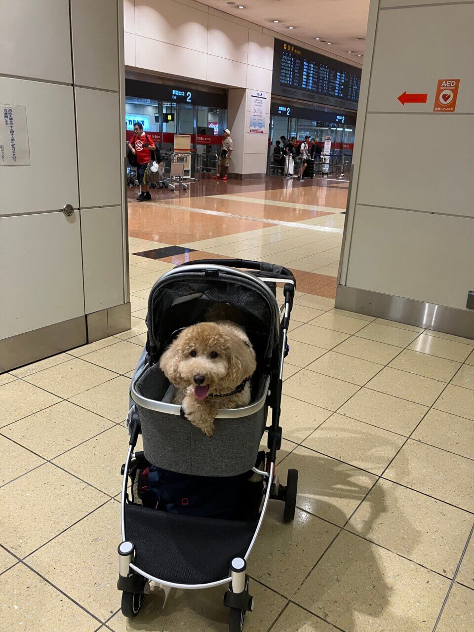羽田空港〜那覇空港|愛犬と一緒に初めての飛行機体験!空港内の過ごし方と旅の感想【犬同伴OK】