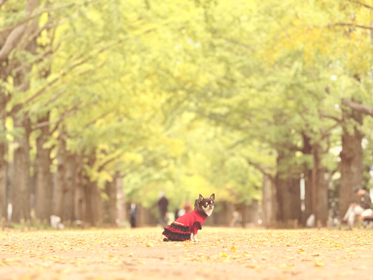 国営昭和記念公園|愛犬と季節の花を楽しむ広大なドッグフレンドリーパーク【東京・犬同伴OK】