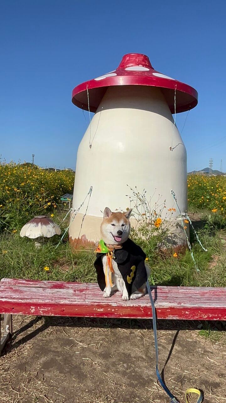 新庄町コスモス園|愛犬と楽しめる秋の絶景スポット【滋賀・犬同伴OK】