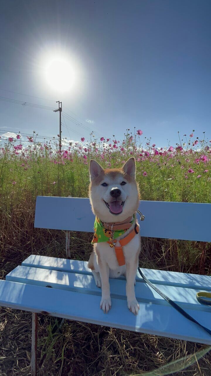 新庄町コスモス園|愛犬と楽しめる秋の絶景スポット【滋賀・犬同伴OK】