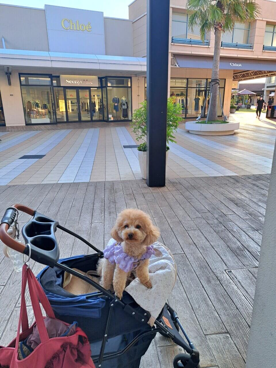 三井アウトレットパーク木更津|犬同伴OKでショッピングも楽しめる【千葉・愛犬と一緒に】人気アウトレットモール