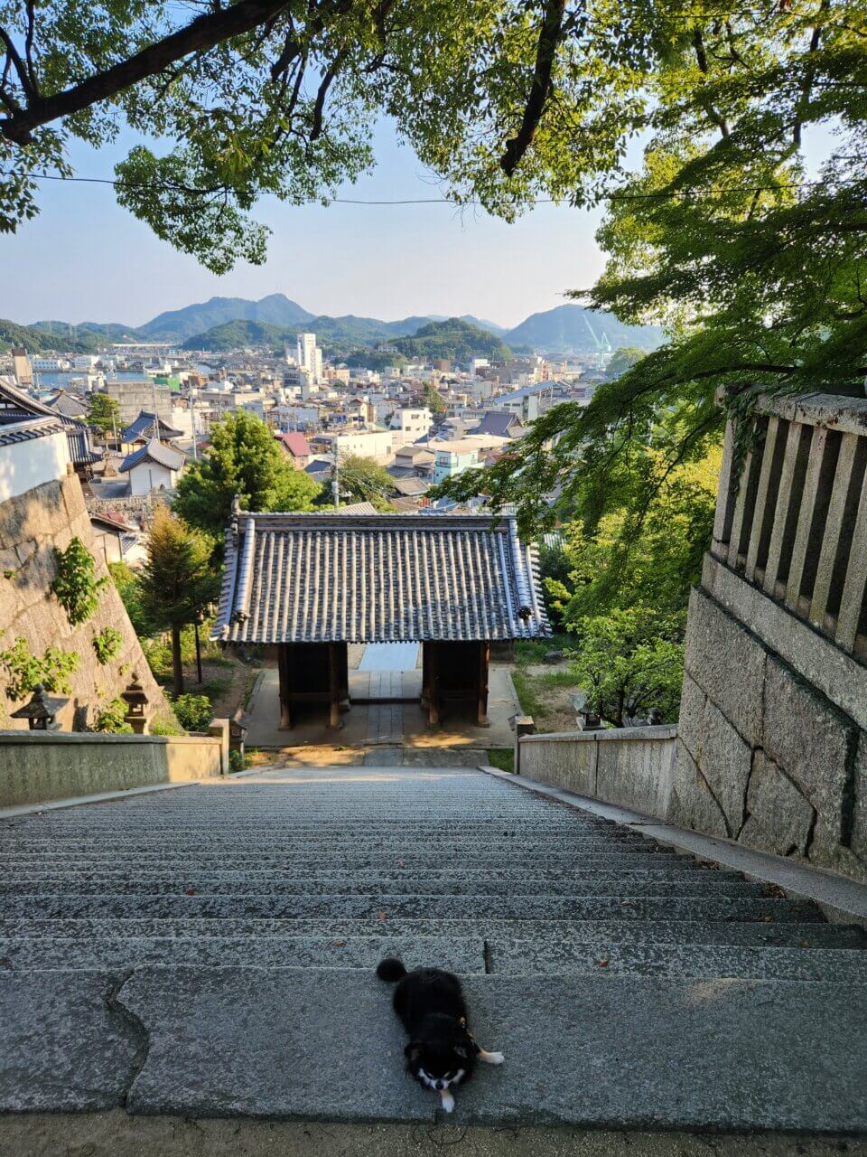 尾道|愛犬と楽しむ絶景スポットめぐり【広島・犬同伴OK】千光寺・ロープウェイ・カフェなど観光モデルコース