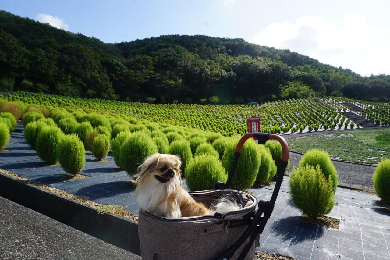 志摩市観光農園|愛犬と季節の花畑を満喫!ネモフィラ・ひまわり・コキア鑑賞【三重・犬同伴OK】