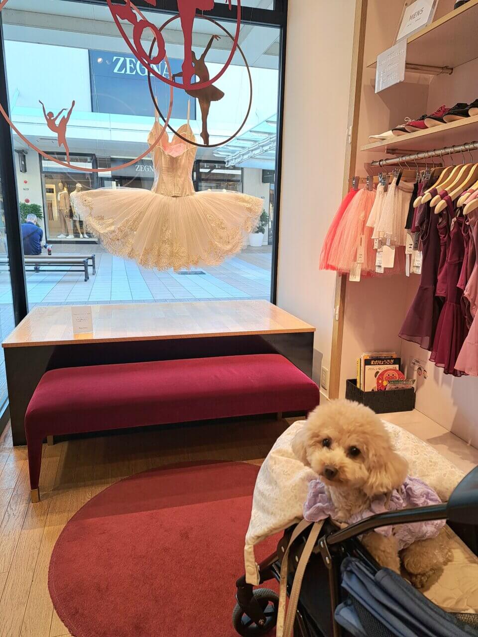 三井アウトレットパーク木更津|犬同伴OKでショッピングも楽しめる【千葉・愛犬と一緒に】人気アウトレットモール