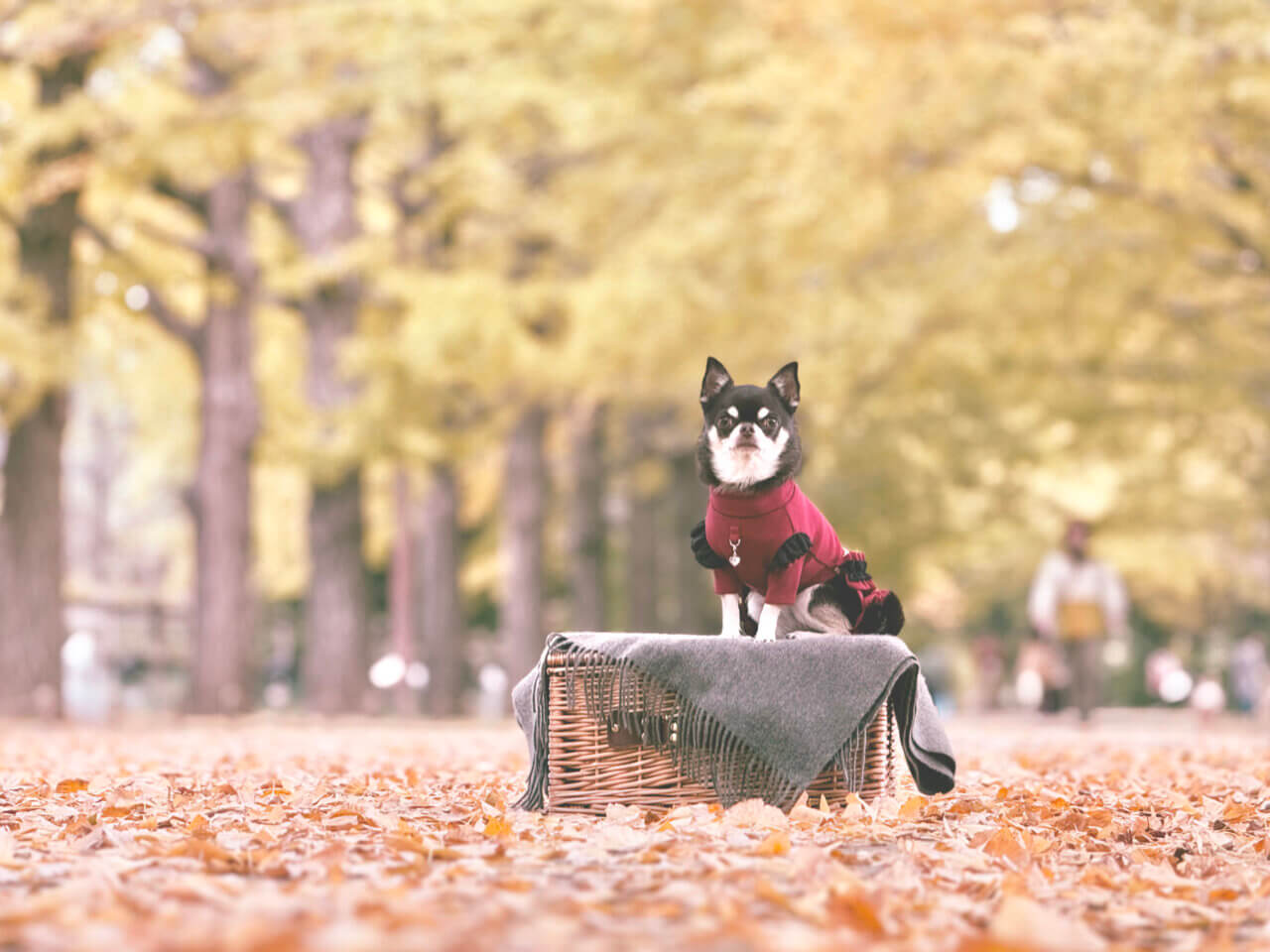 国営昭和記念公園|愛犬と季節の花を楽しむ広大なドッグフレンドリーパーク【東京・犬同伴OK】