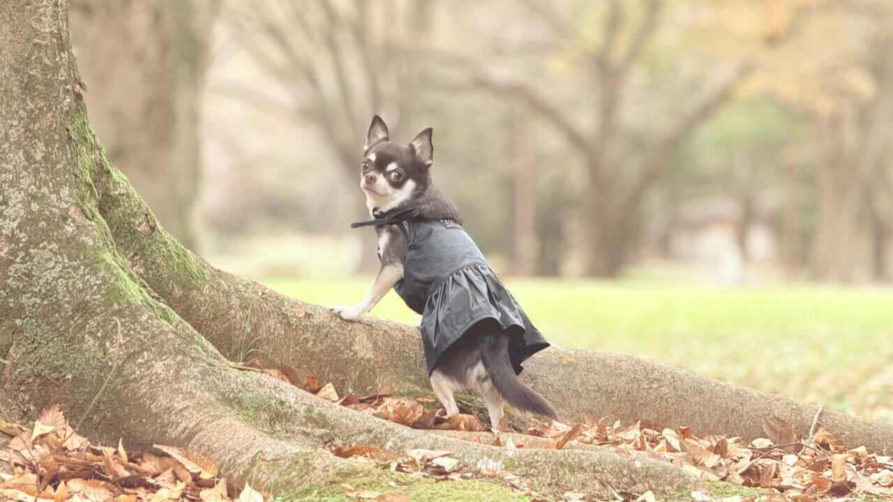 国営昭和記念公園|愛犬と季節の花を楽しむ広大なドッグフレンドリーパーク【東京・犬同伴OK】