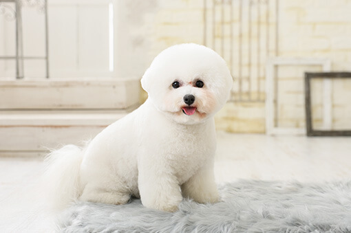 ハピリィフォトスタジオ豊田浄水店:小型犬~中型犬対象の撮影スタジオ