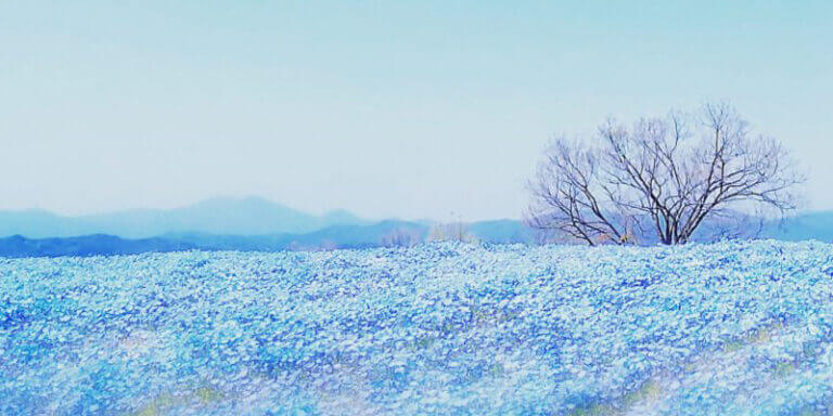 flower village 花夢の里