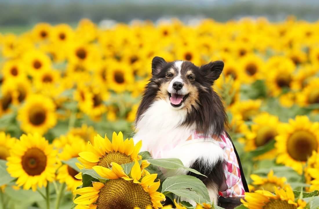 佐倉ふるさと広場|佐倉で楽しむ四季の花畑と自然公園【千葉・犬同伴OK】