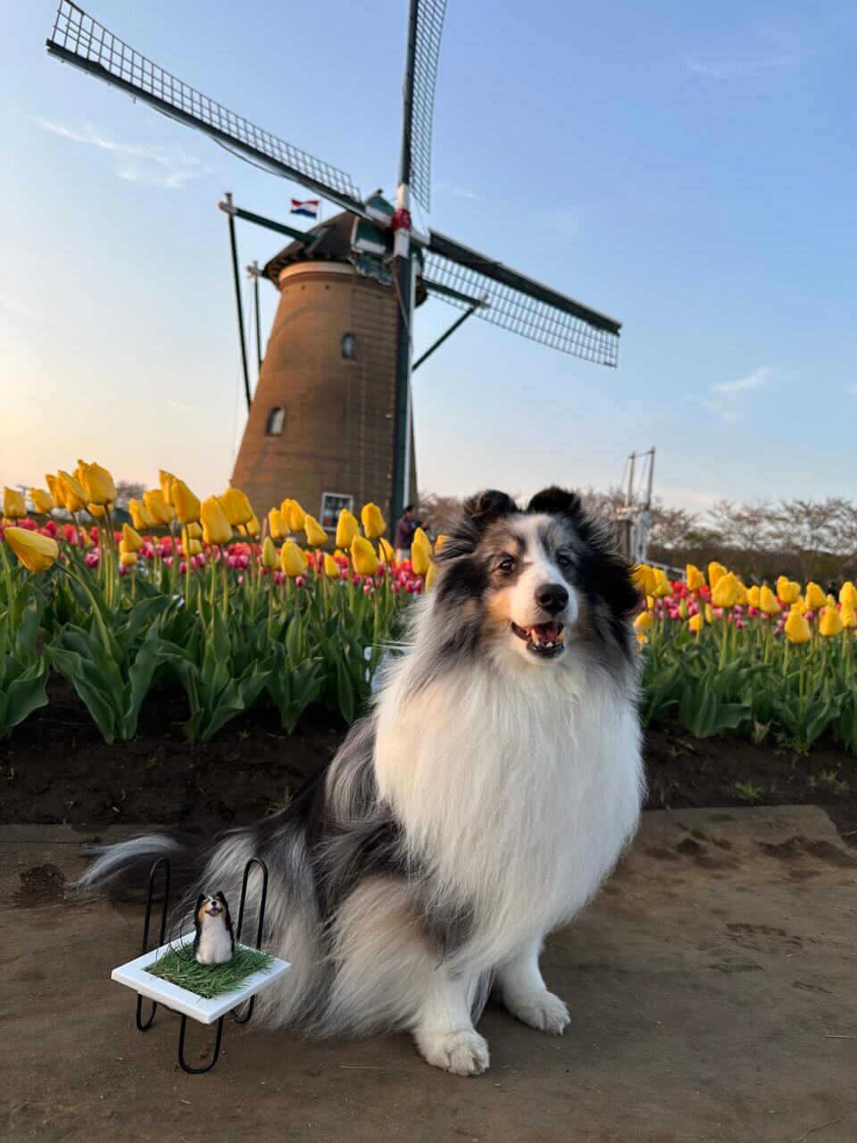 佐倉ふるさと広場|佐倉で楽しむ四季の花畑と自然公園【千葉・犬同伴OK】