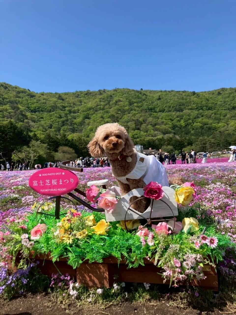 富士芝桜まつり|ワンちゃんと一緒に楽しむ春色バスツアー【わんわんトラベル/犬同伴OK】