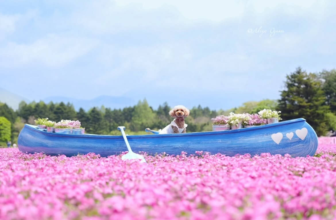 富士芝桜まつり|ワンちゃんと一緒に楽しむ春色バスツアー【わんわんトラベル/犬同伴OK】