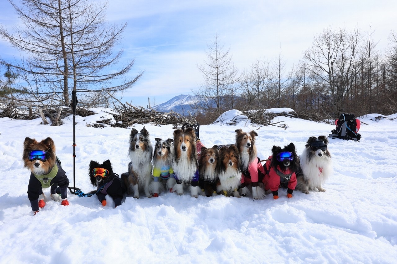 Cadeau du komorevi|愛犬と過ごす軽井沢・六本辻の緑に囲まれた茶寮【長野・犬同伴OK】