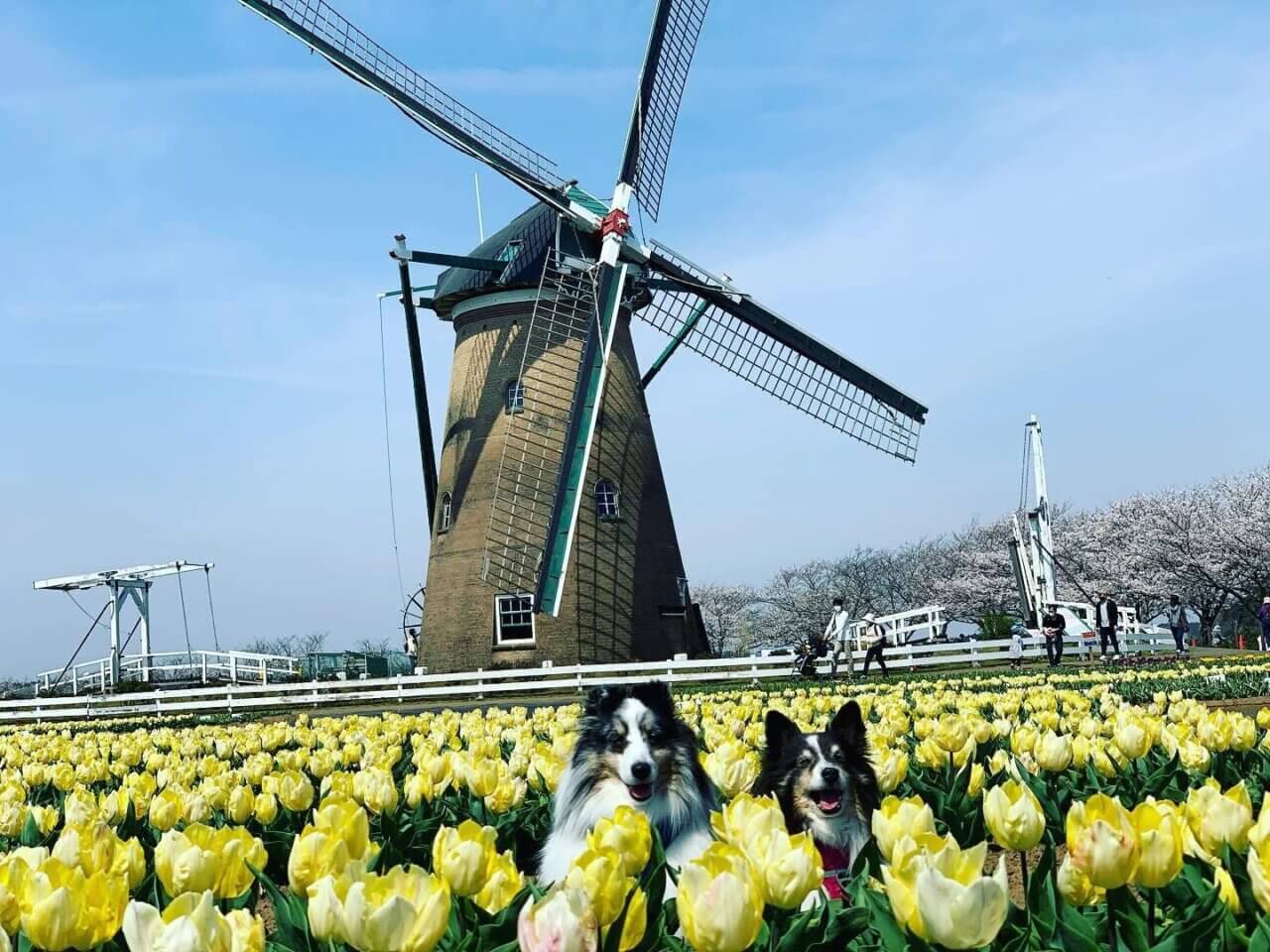 佐倉ふるさと広場|佐倉で楽しむ四季の花畑と自然公園【千葉・犬同伴OK】