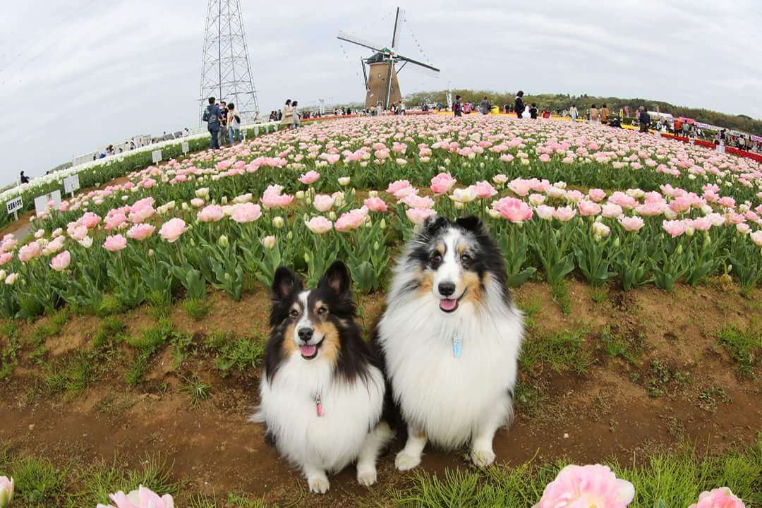 佐倉ふるさと広場|佐倉で楽しむ四季の花畑と自然公園【千葉・犬同伴OK】