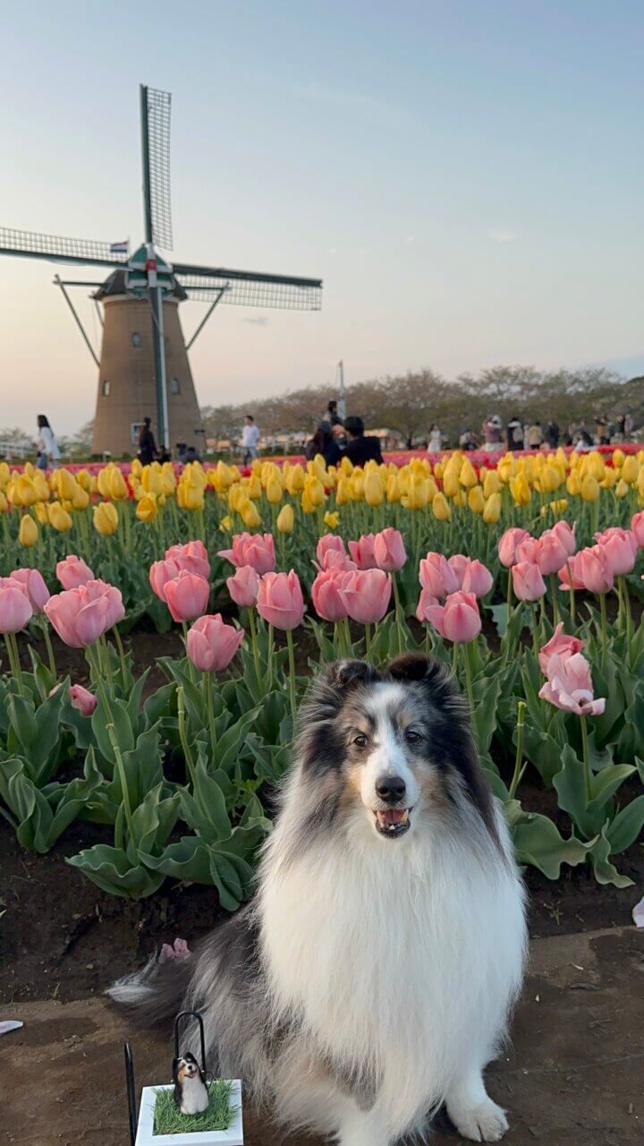 佐倉ふるさと広場|佐倉で楽しむ四季の花畑と自然公園【千葉・犬同伴OK】