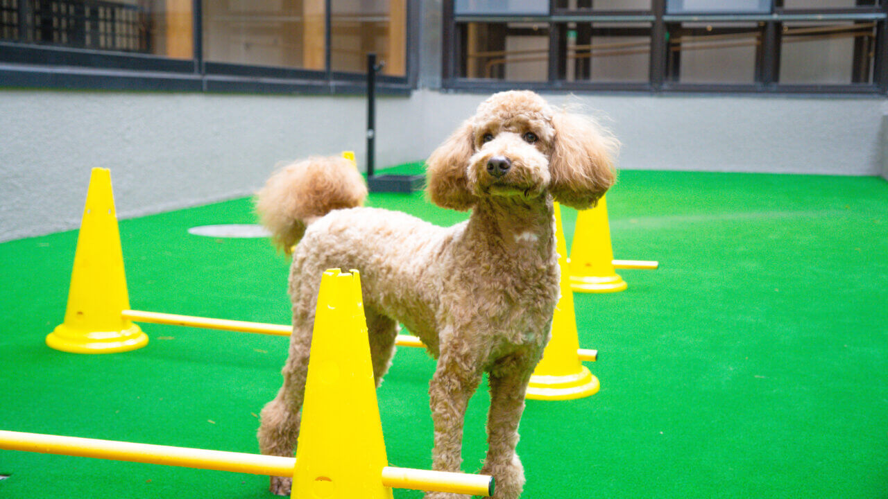 中庭ドッグラン
