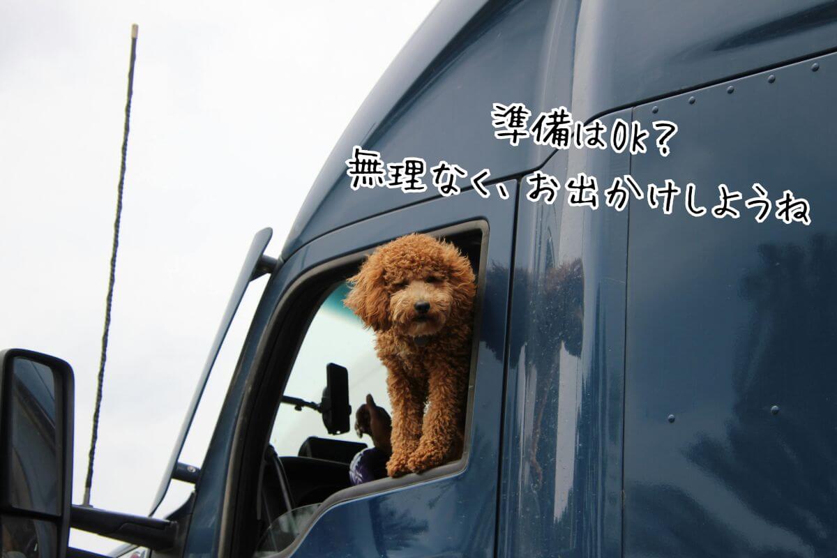 車での乗って犬とお出かけする様子