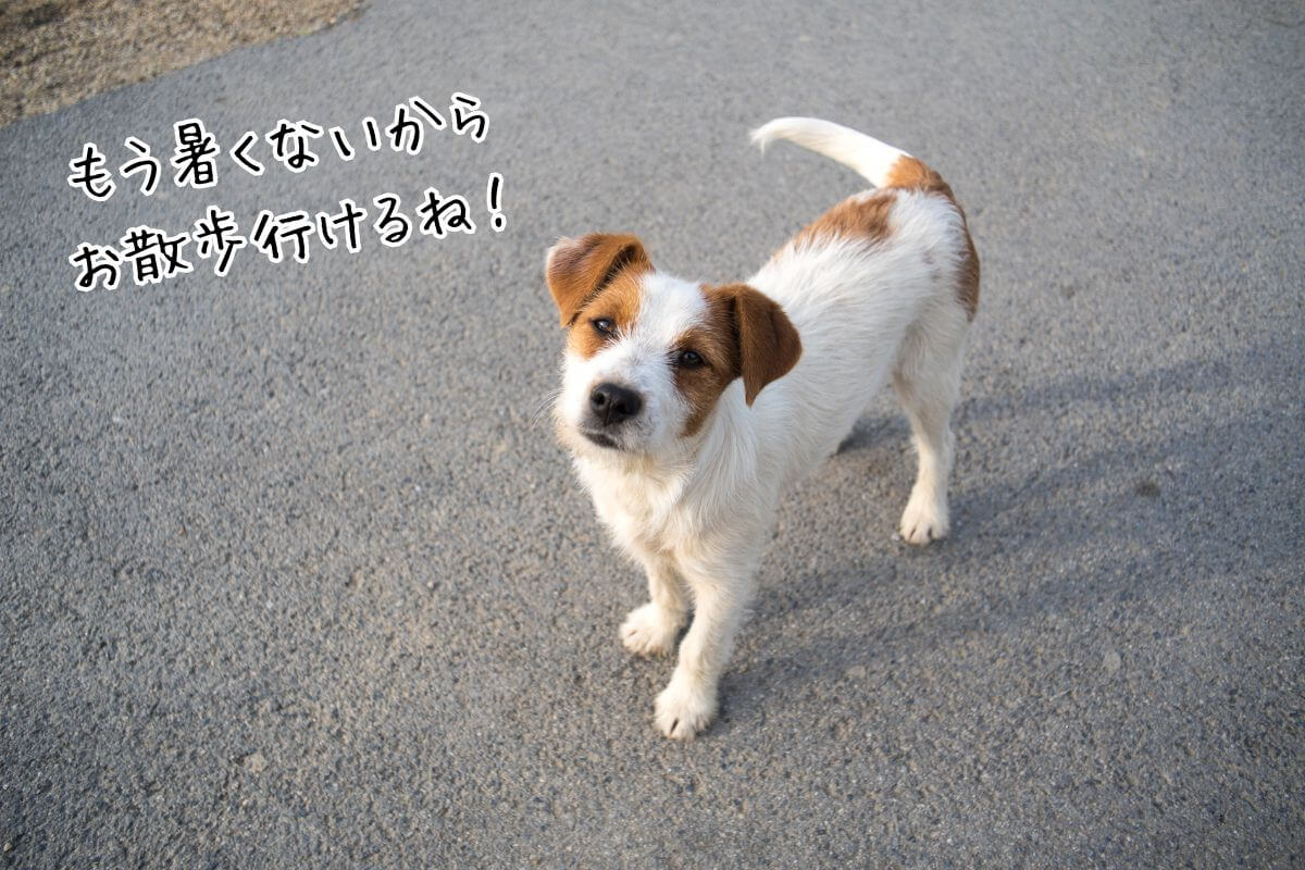 アスファルトの上にいる犬