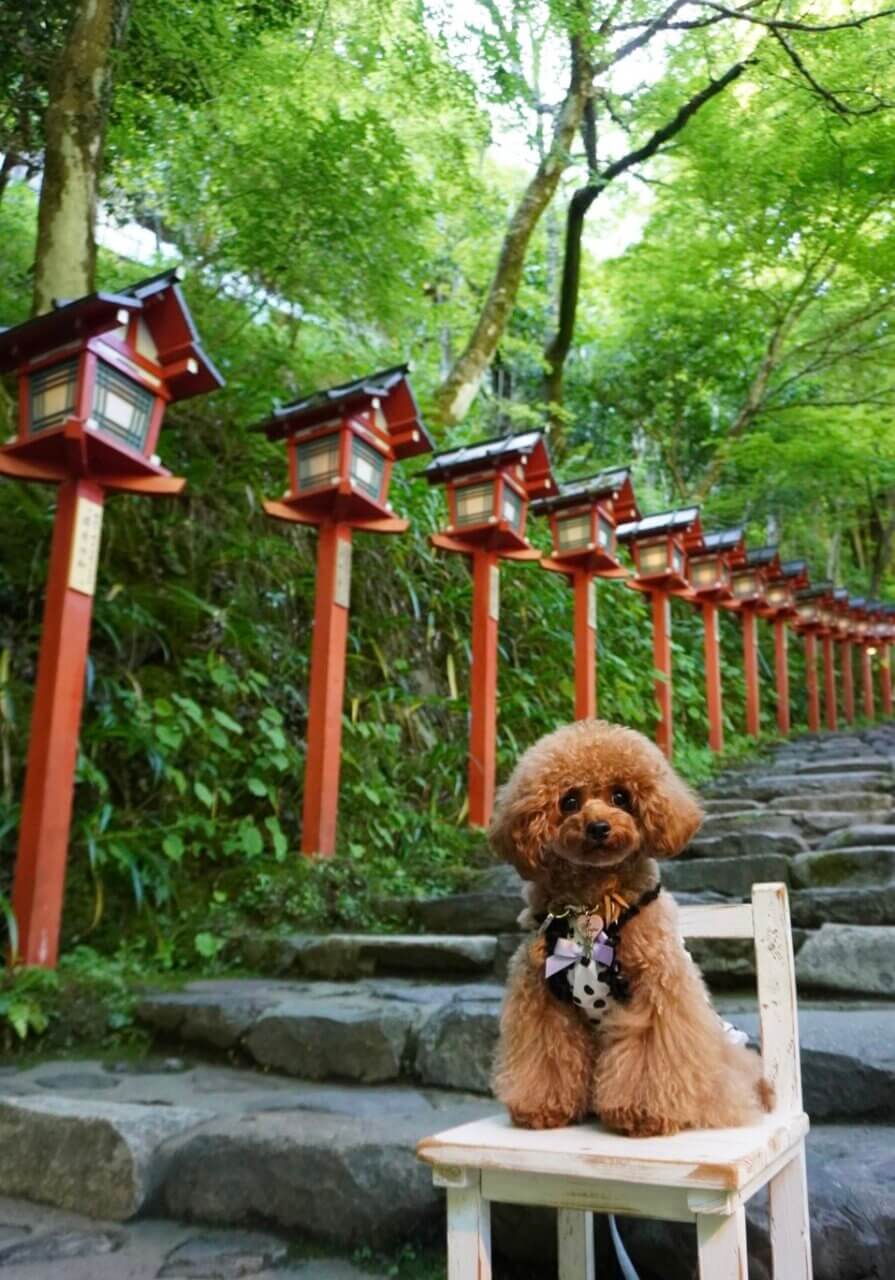 神社の境内で椅子に座って写真を撮るトイプードル