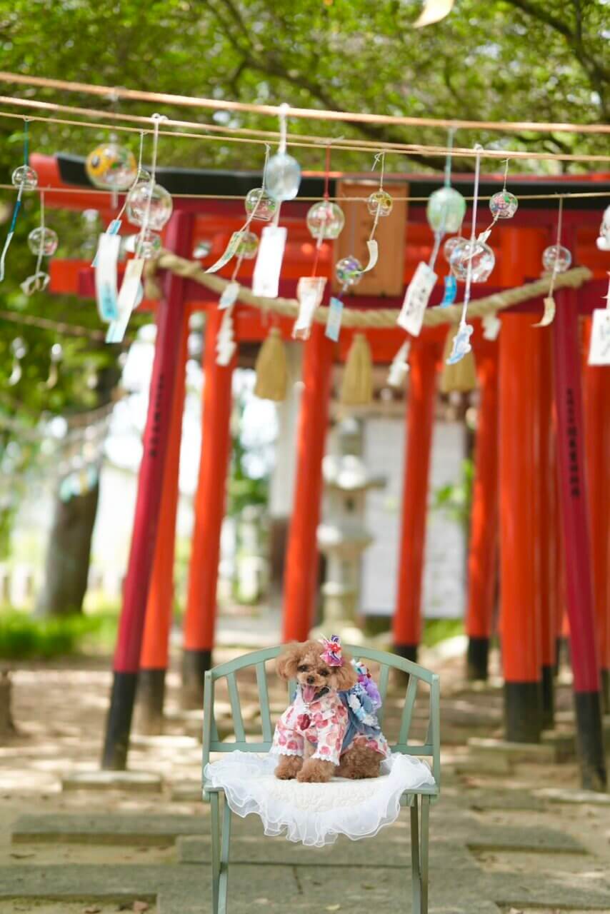 神社の境内で写真を撮るトイプードル
