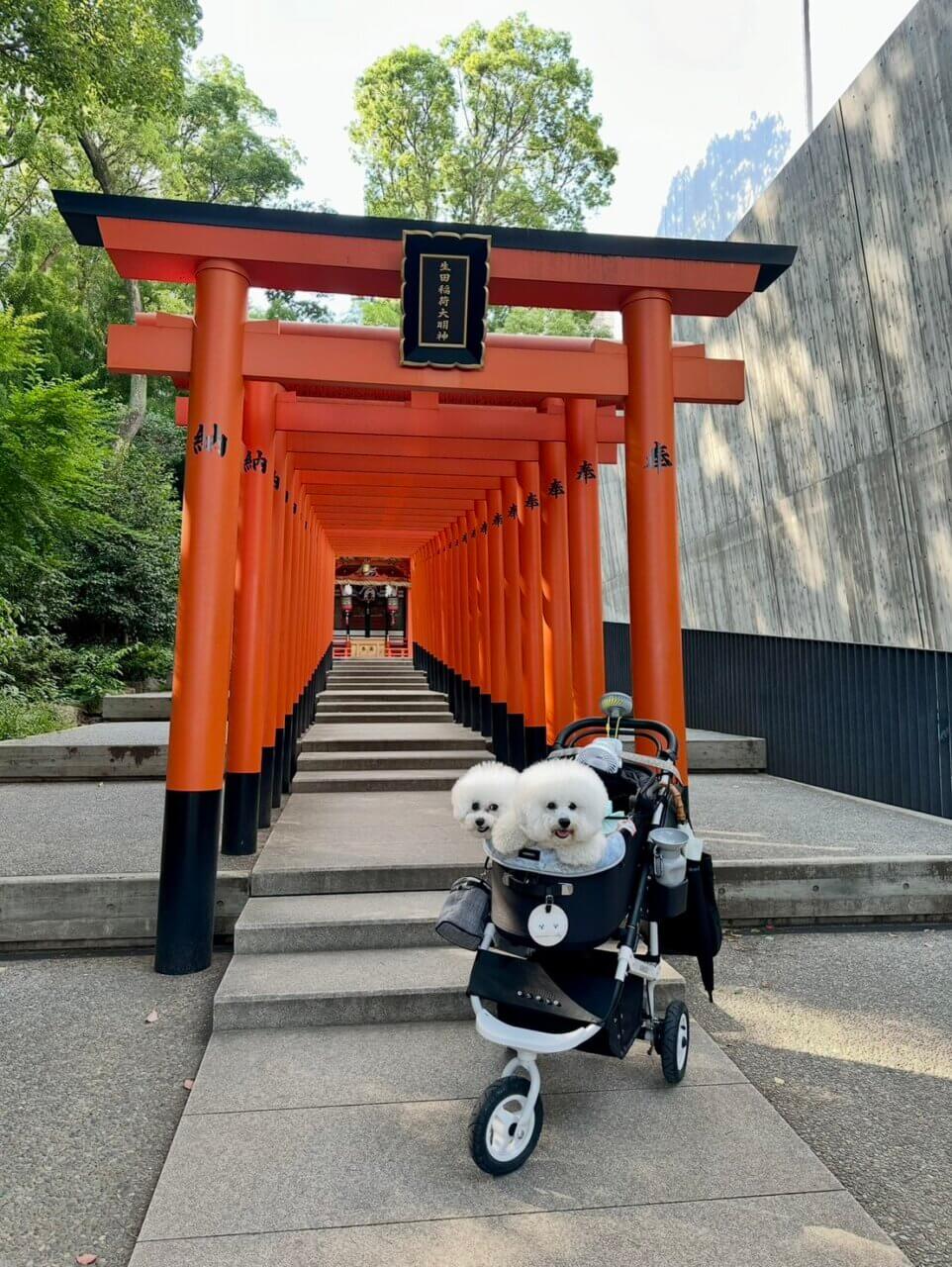 神社の境内でペットカートに乗ったわんちゃんが写真を撮っている
